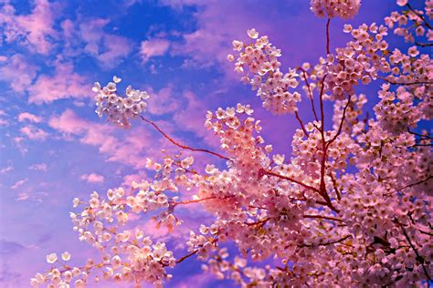 cherry blossom wallpaper 4k phone|sakura cherry blossom 4k wallpaper.